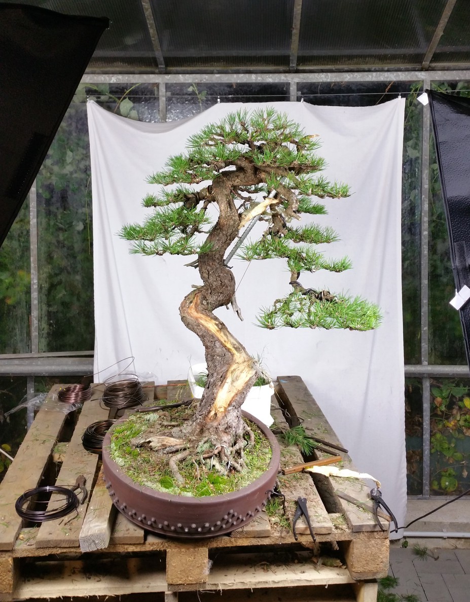 Pinus Mugo / First Styling 2015 Small 2