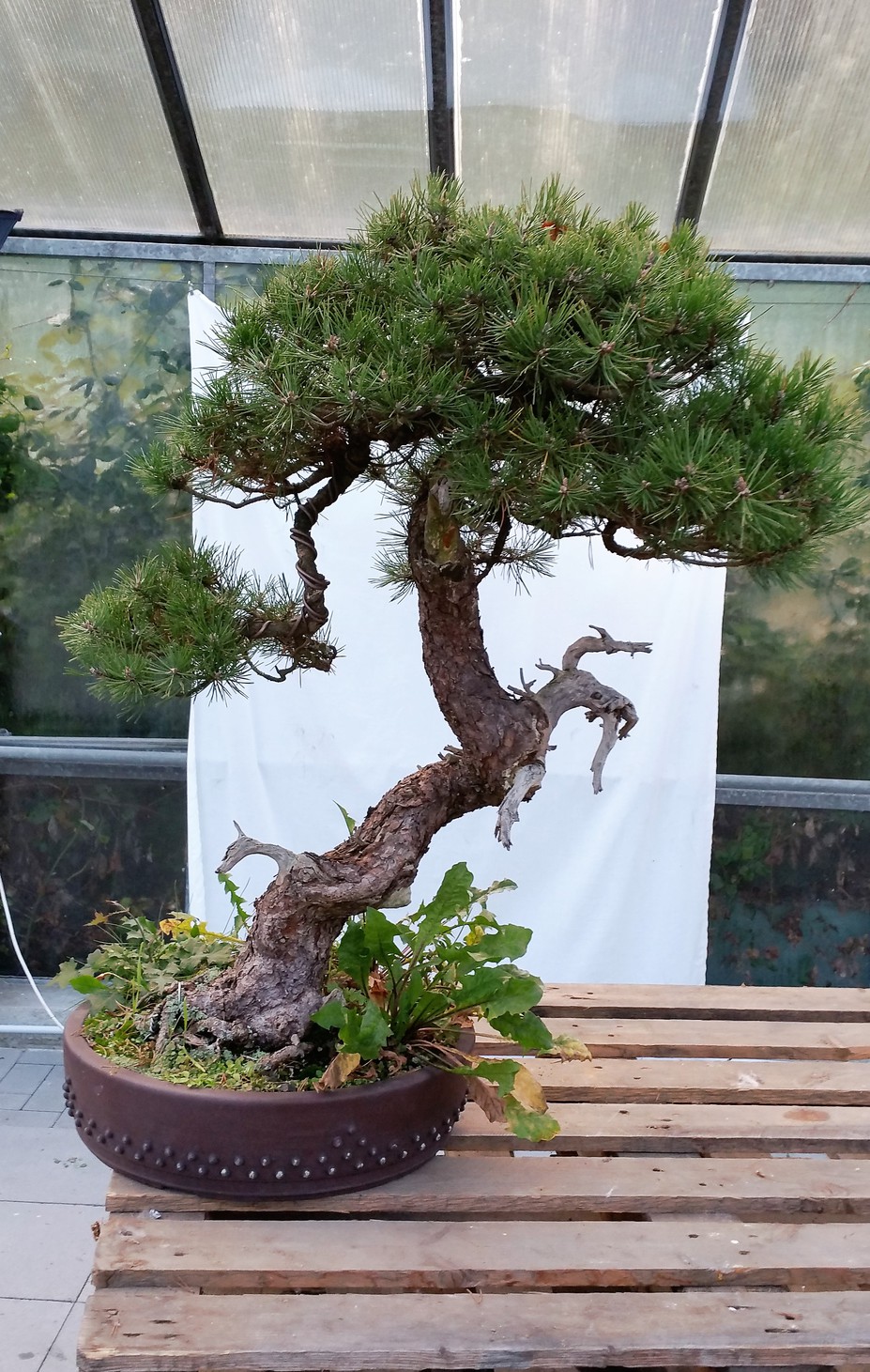 Pinus Mugo / First Styling 2015 Small 3