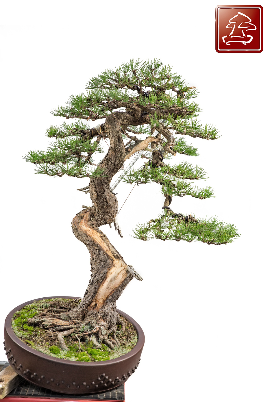 Pinus Mugo / First Styling 2015 Small 4