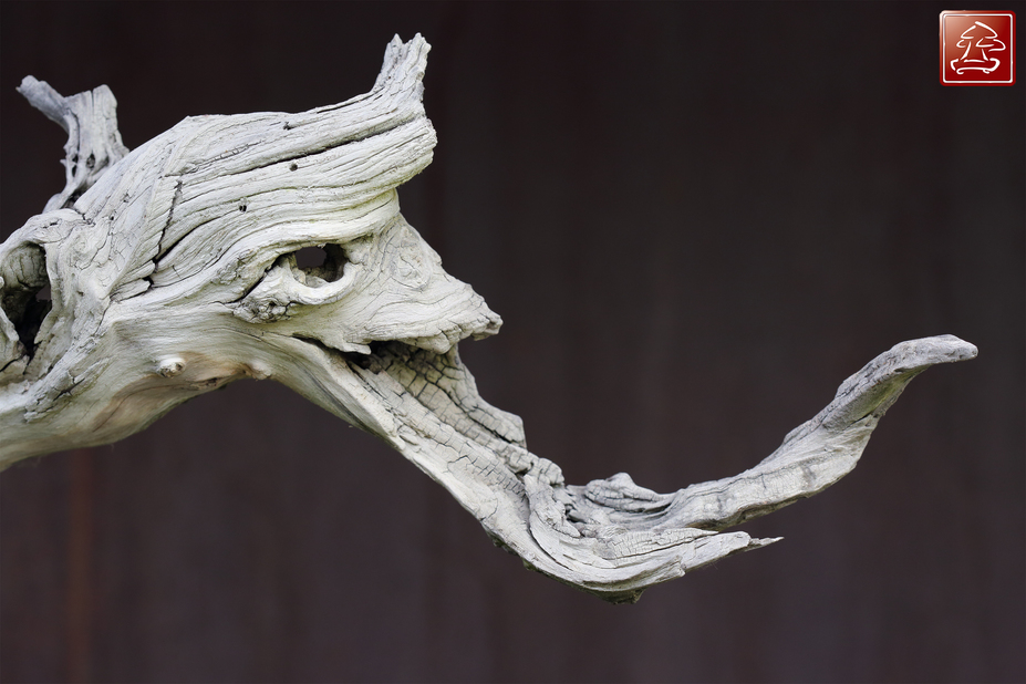 Juniperus - Tanuki Small 2