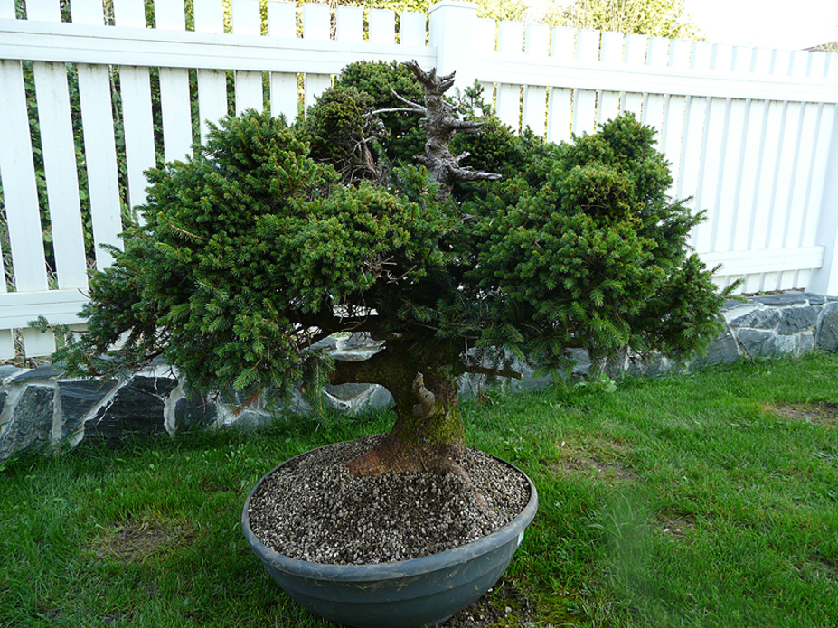 Spruce yamadori Small 2
