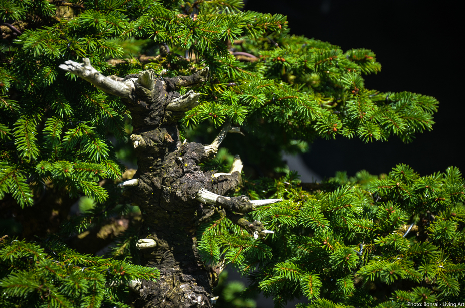 Spruce yamadori Small 4