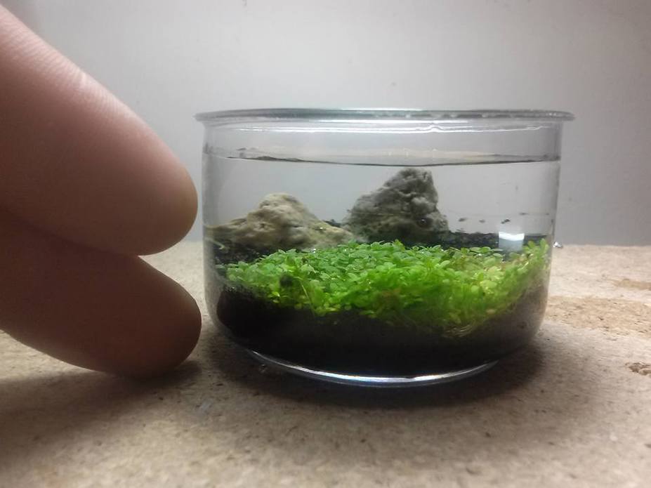 Little Rocks Small 4