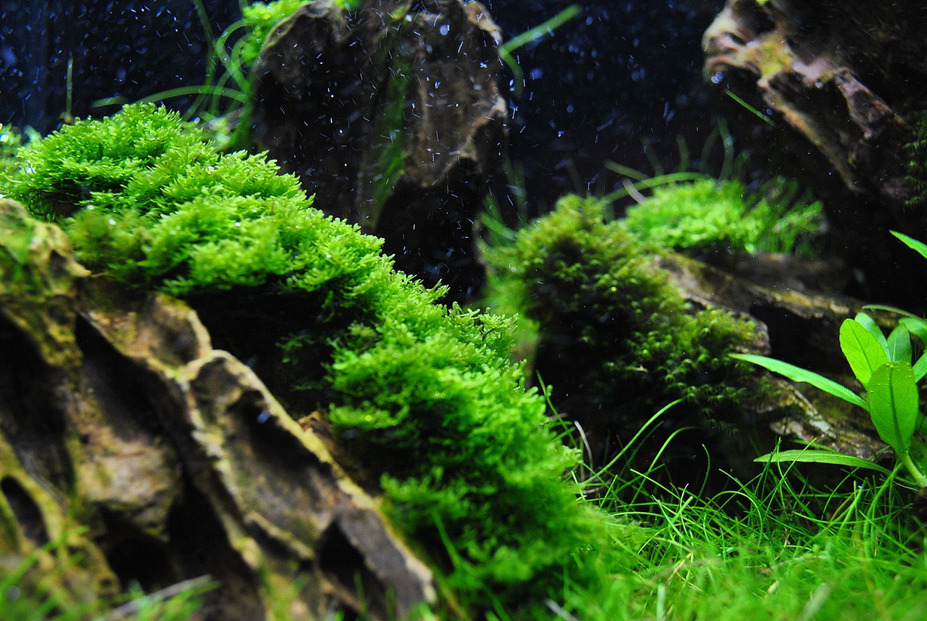 23L "The Rocky Plain" Small 8