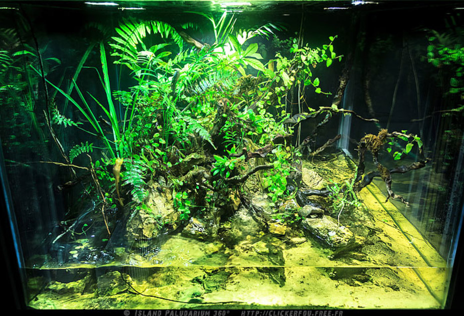 Island Paludarium 360° Small 6