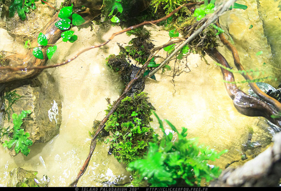 Island Paludarium 360° Small 7
