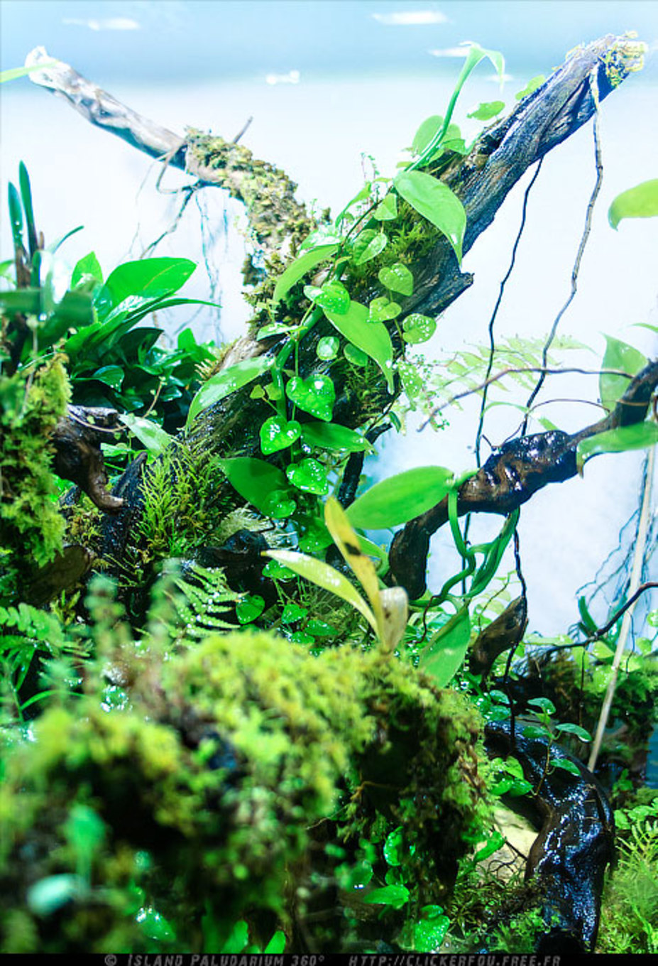 Island Paludarium 360° Small 8