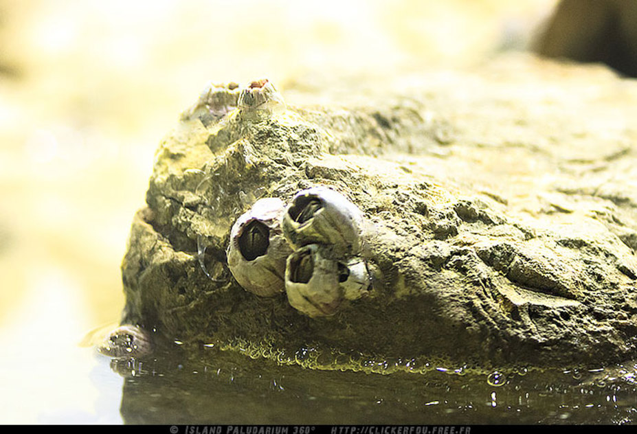 Island Paludarium 360° Small 9