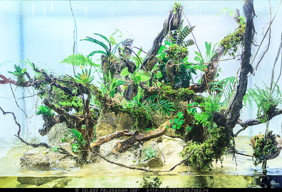 Island Paludarium 360° Small 14