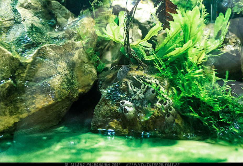 Island Paludarium 360° Small 19