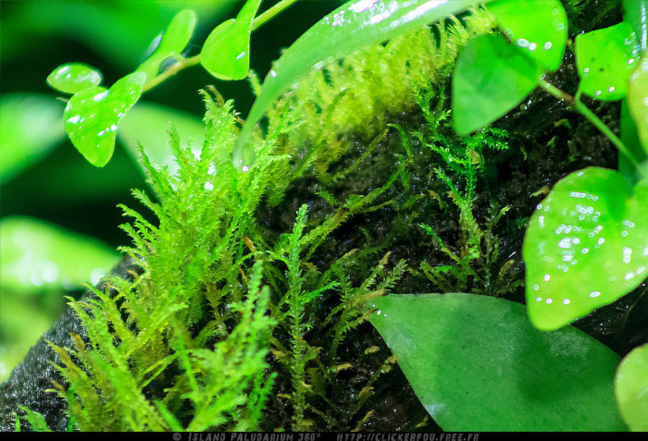Island Paludarium 360° Small 20
