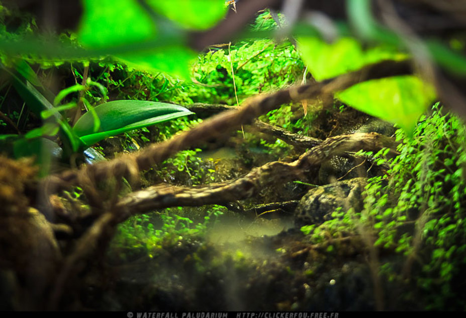 Waterfall Paludarium Small 3