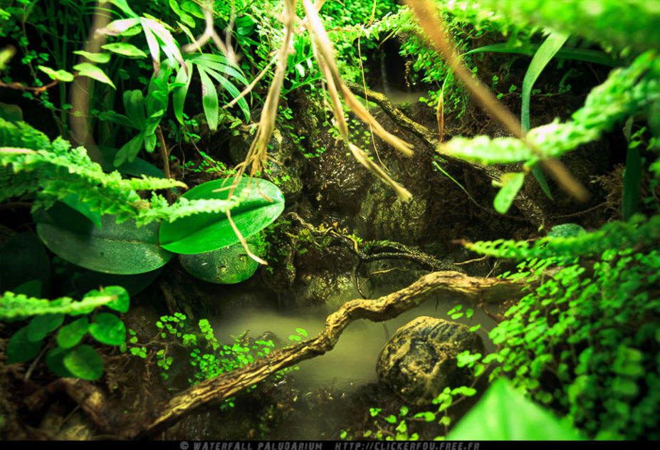 Waterfall Paludarium Small 4