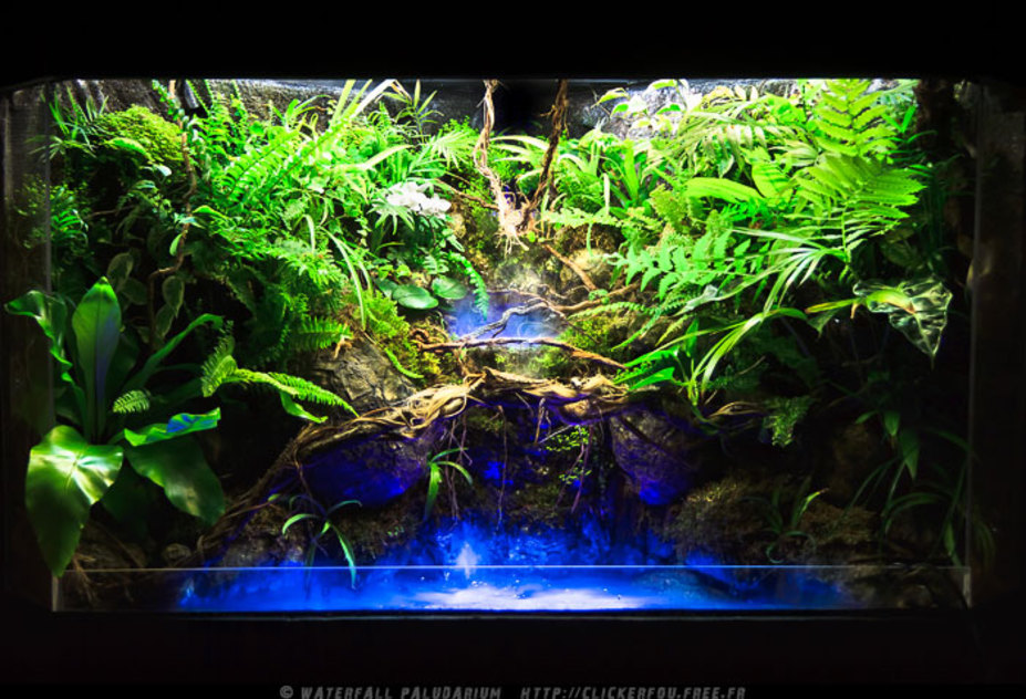 Waterfall Paludarium Small 5
