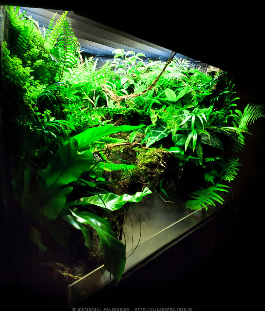 Waterfall Paludarium Small 6