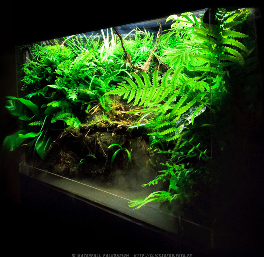 Waterfall Paludarium Small 7