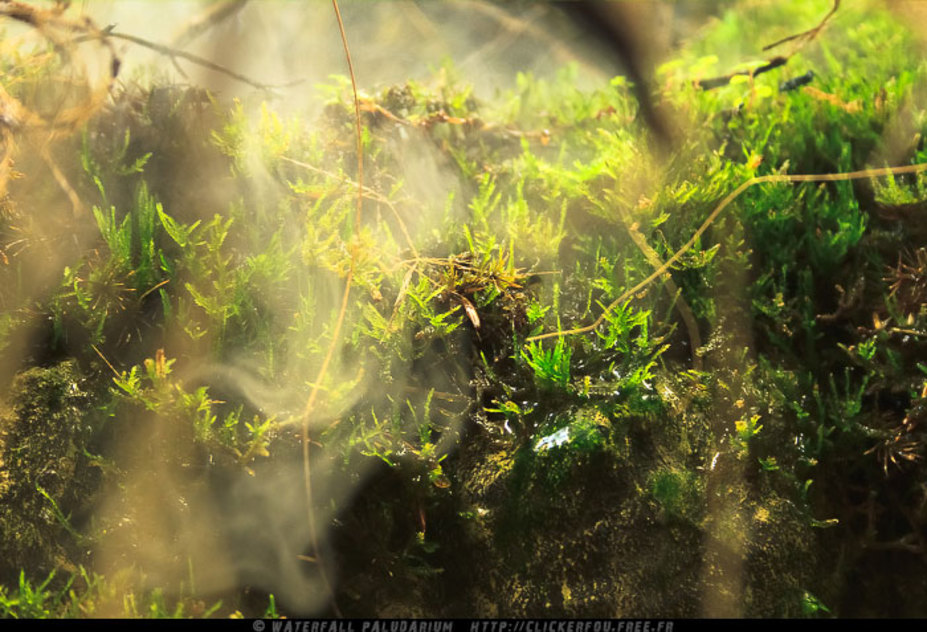 Waterfall Paludarium Small 11