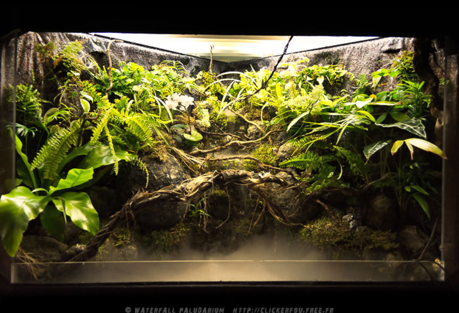 Waterfall Paludarium Small 17