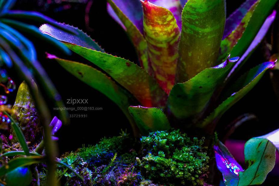Tropical heaven Small 3
