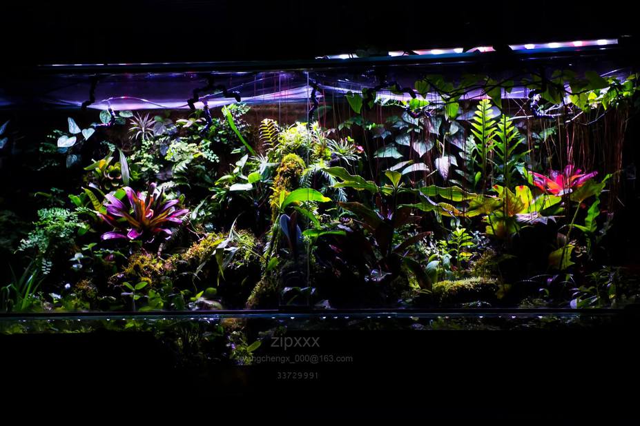 Tropical heaven Small 6