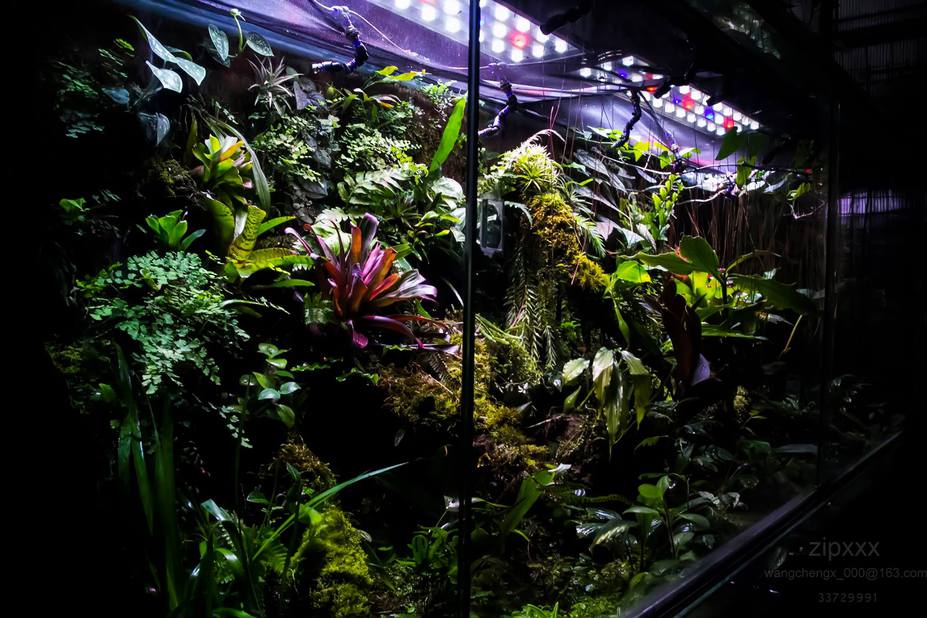 Tropical heaven Small 7