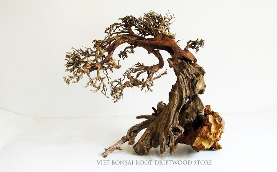 Lũa Bonsai Lũa Gốc