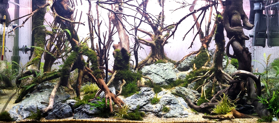 Mirkwood Small 4