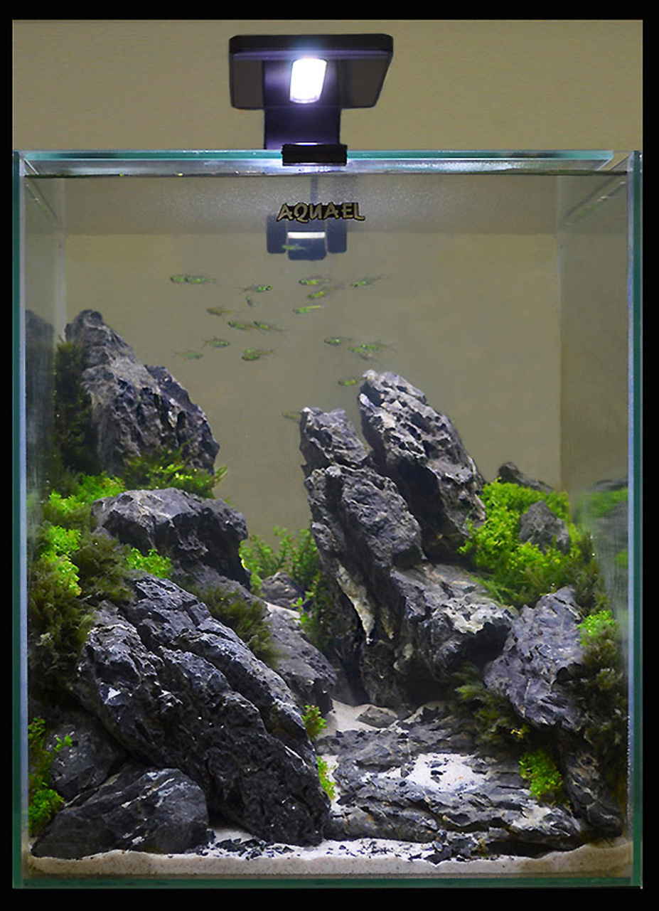 CAC Aquascape Small 2