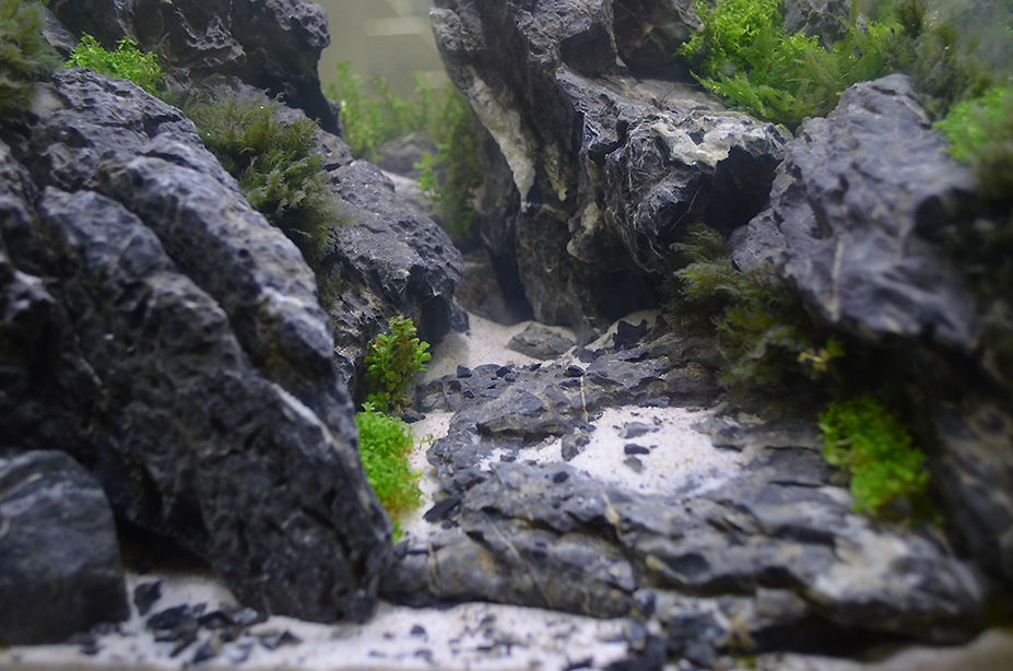 CAC Aquascape Small 3