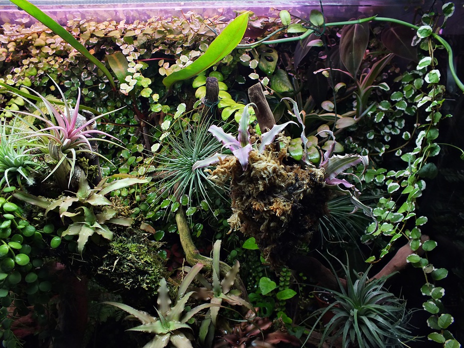 tropical garden Small 2