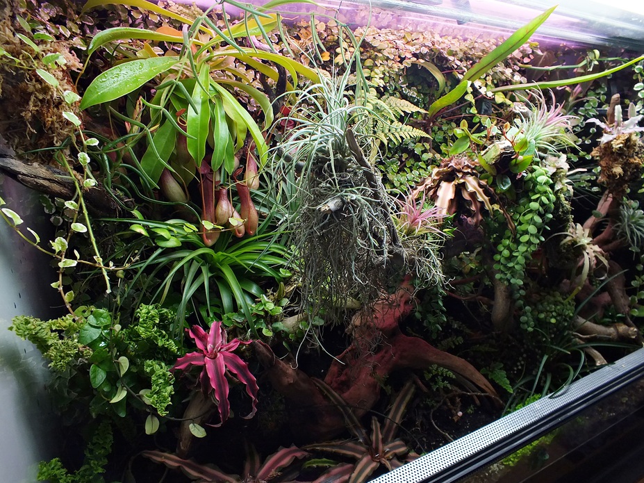 tropical garden Small 4