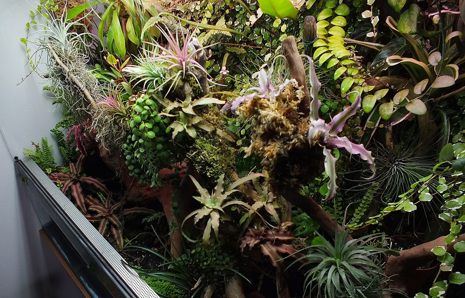 tropical garden Small 5