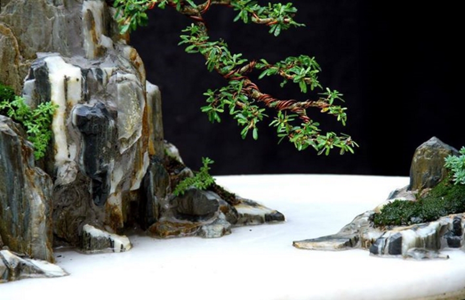 FIR monoculture zin Small 2