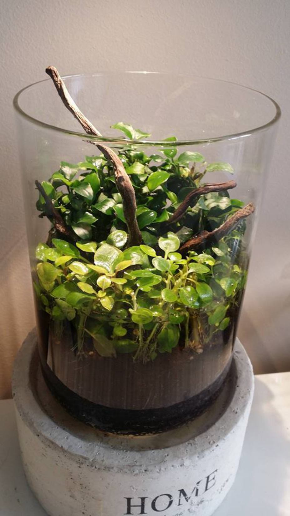 Home of Green Small 2