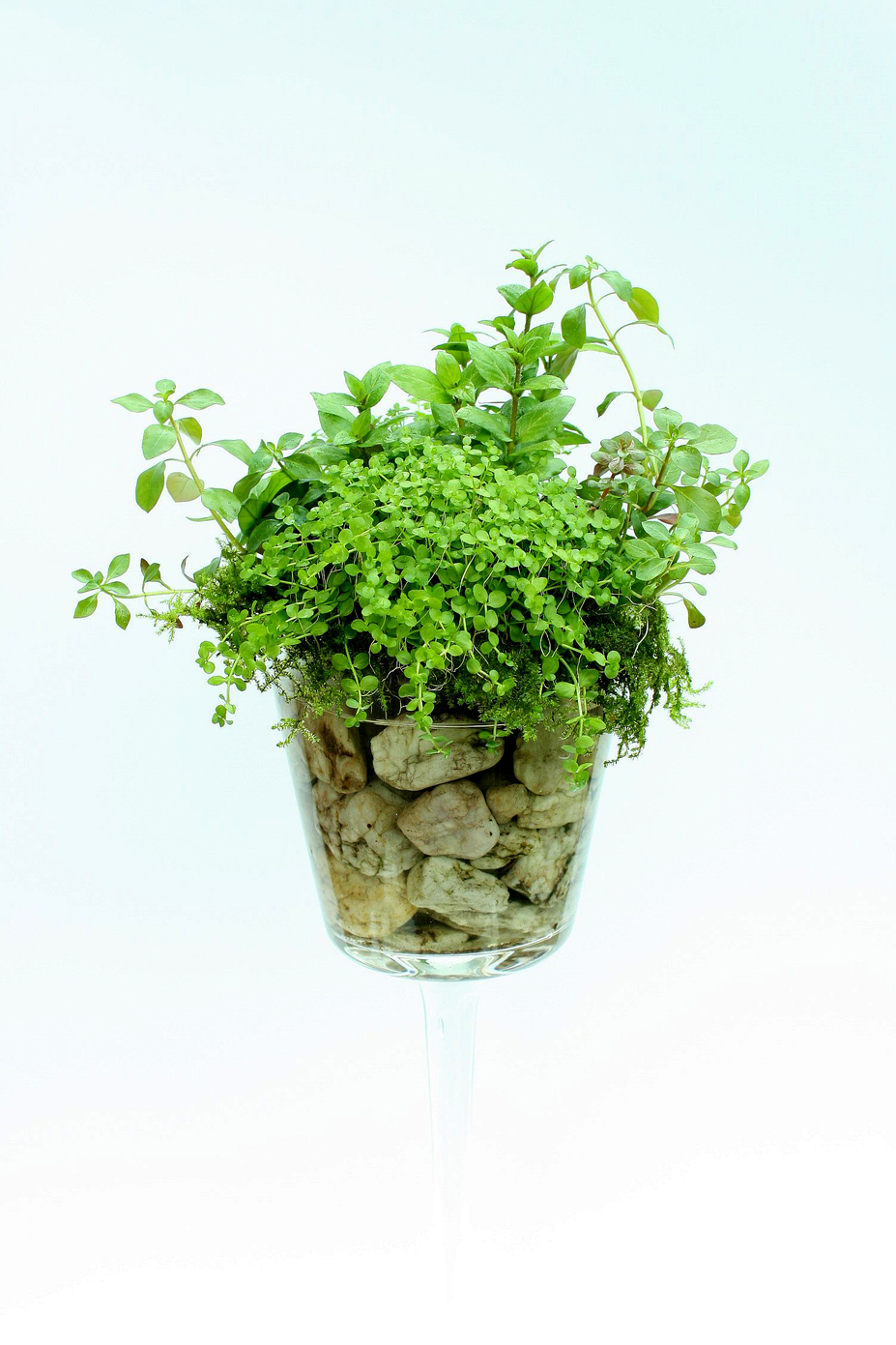 Plant-Cocktail Small 2