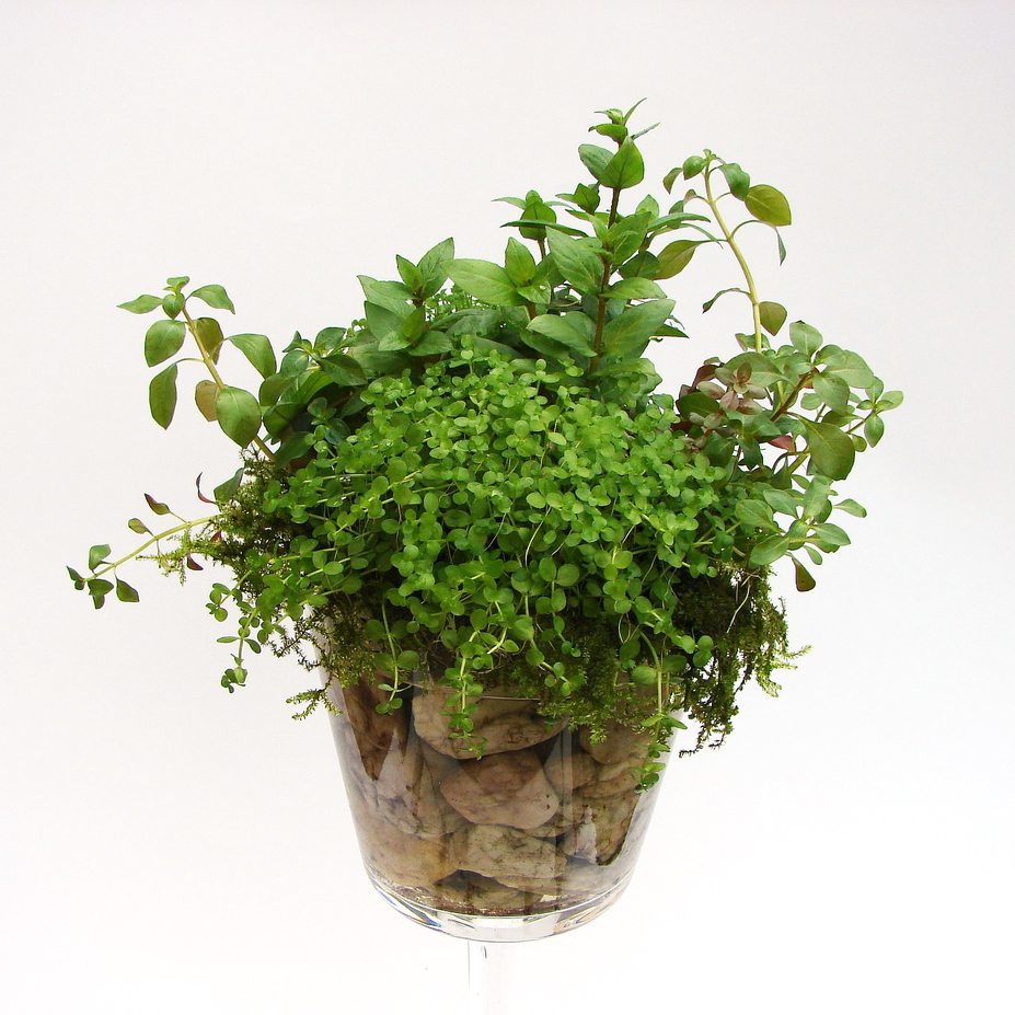 Plant-Cocktail Small 3