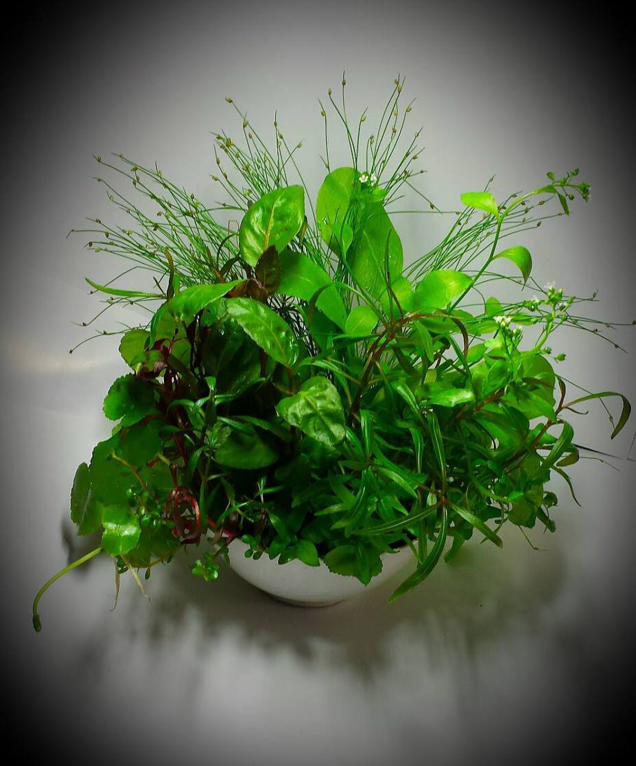 wabi kusa Small 2