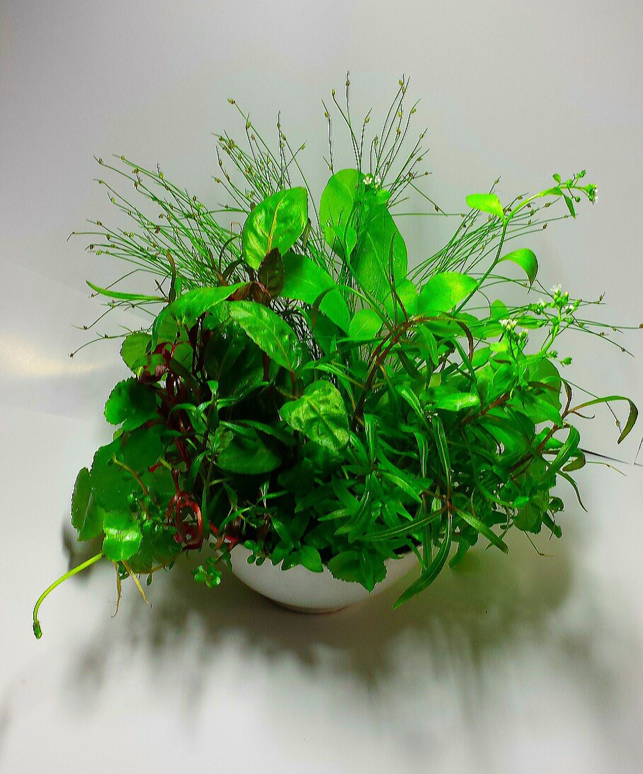 wabi kusa Small 3