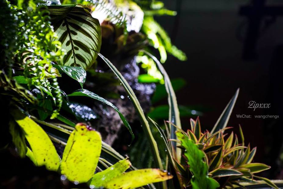 Huge Paludarium room Small 2