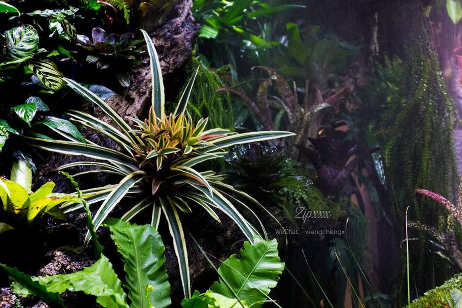 Huge Paludarium room Small 5