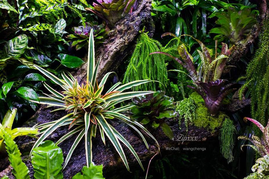 Huge Paludarium room Small 6