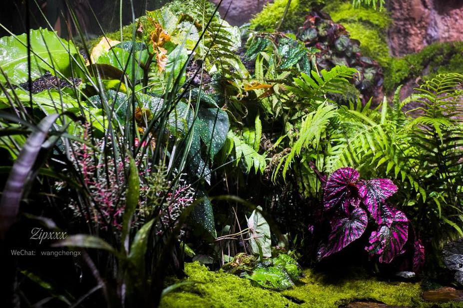 Huge Paludarium room Small 7