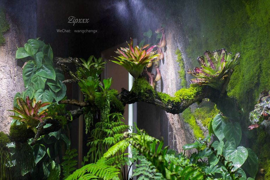 Huge Paludarium room Small 9