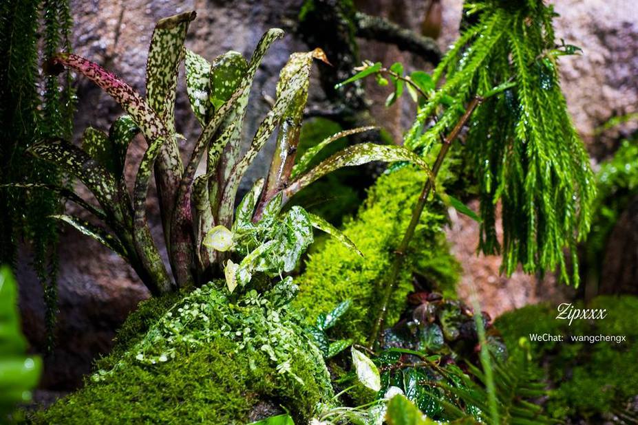 Huge Paludarium room Small 10