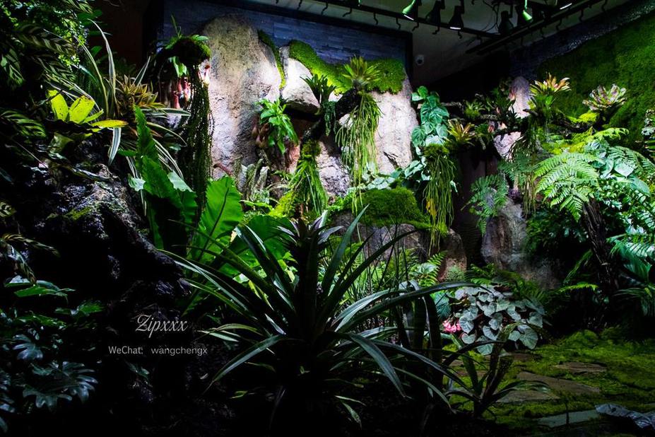 Huge Paludarium room Small 11