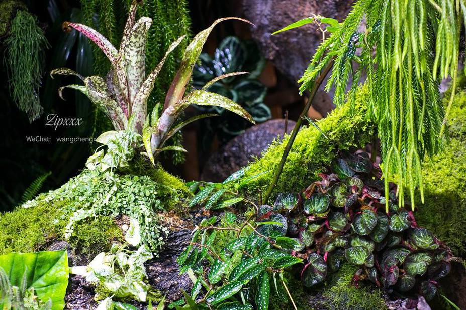 Huge Paludarium room Small 13