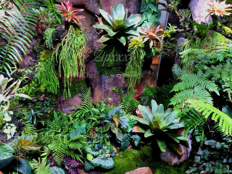Huge Paludarium room Small 14