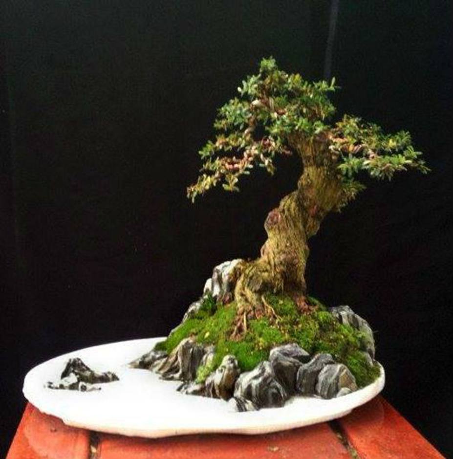 Old twisted fir tree Small 2