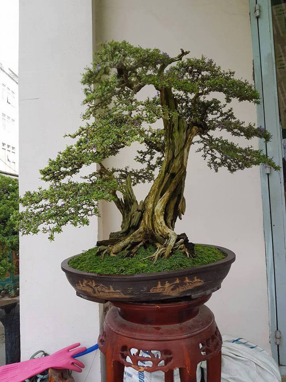 Natural bonsai tree Small 2