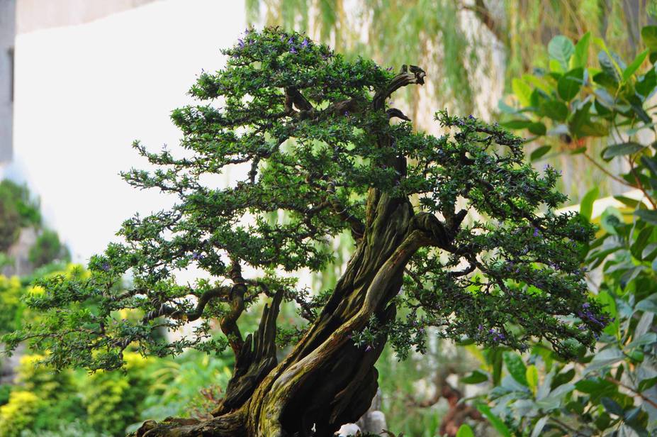 Natural bonsai tree Small 3